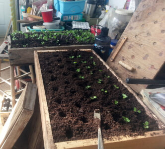 small green starts growing from flat filled with dirt